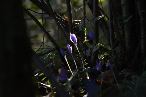 Flores Cocodrilo Bosque Oscuro Profundo Amanecer —  Fotos de Stock