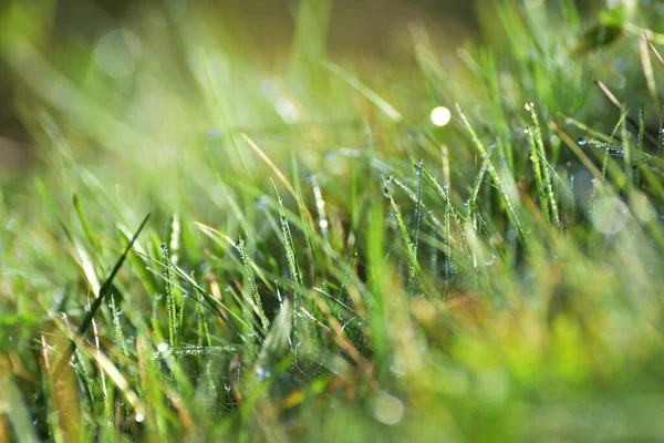 Hierba Verde Fresca Con Gotas Rocío Sol Poca Profundidad —  Fotos de Stock