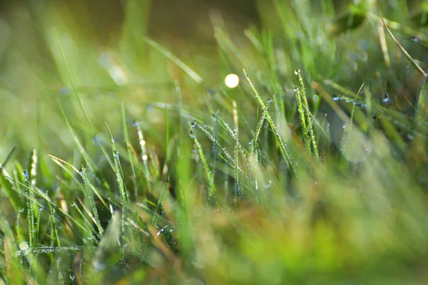 Hierba Verde Fresca Con Gotas Rocío Sol Poca Profundidad —  Fotos de Stock