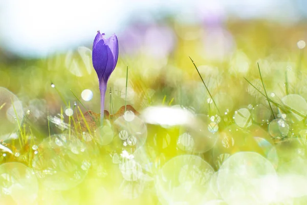 Krokusblüte Morgen Mit Tautropfen Bei Sonnenaufgang — Stockfoto