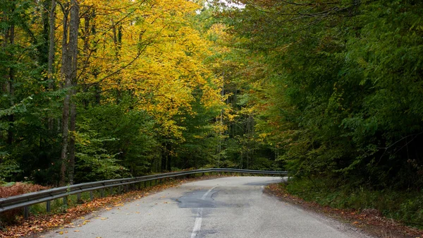 Старая Асфальтовая Дорога Осеннем Лесу — стоковое фото