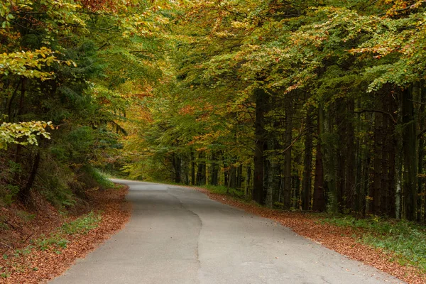 Antiguo Camino Asfalto Bosque Otoño —  Fotos de Stock