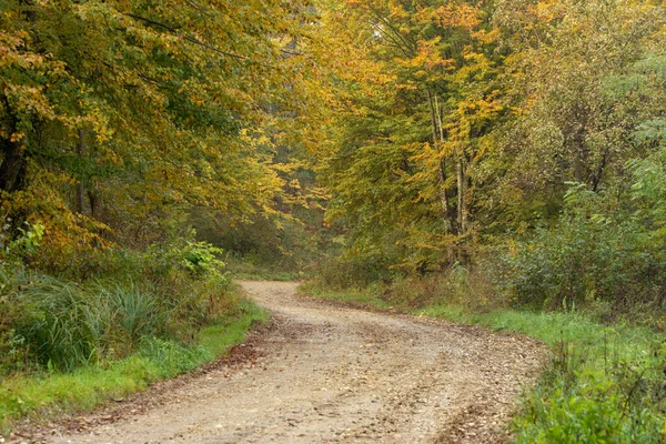 秋天森林里的旧土路 — 图库照片