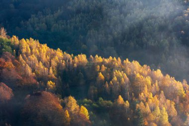 Sonbahar ormanlarında sabah güneşi