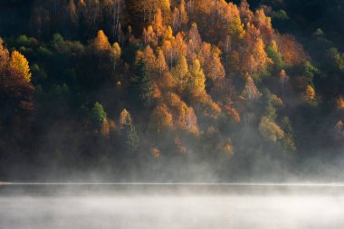 Güzel sonbahar ormanı sisli gölde yansıyor.