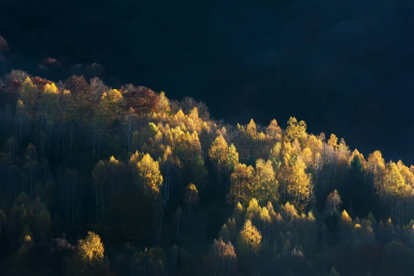 秋の森の朝の日差し — ストック写真