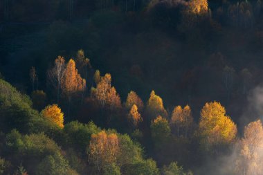 Karanlık sonbahar ormanı üzerinde sabah güneşi