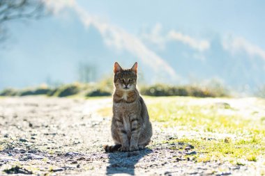 Gri kedi dışarıda, güneş ışığında ufka doğru bakıyor.