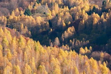 Sonbaharda huş ağacının üzerinde sabah güneşi