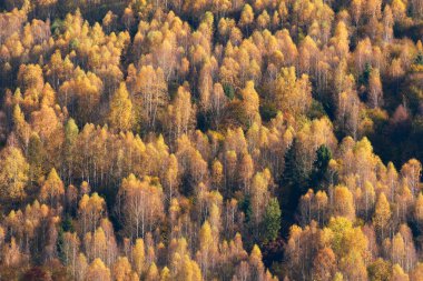 Sonbaharda huş ağacının üzerinde sabah güneşi
