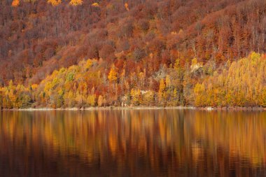 Sonbahar manzarası, huş ağaçlarının göldeki yansıması.