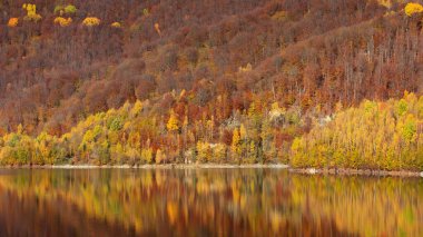 Sonbahar manzarası, huş ağaçlarının göldeki yansıması.