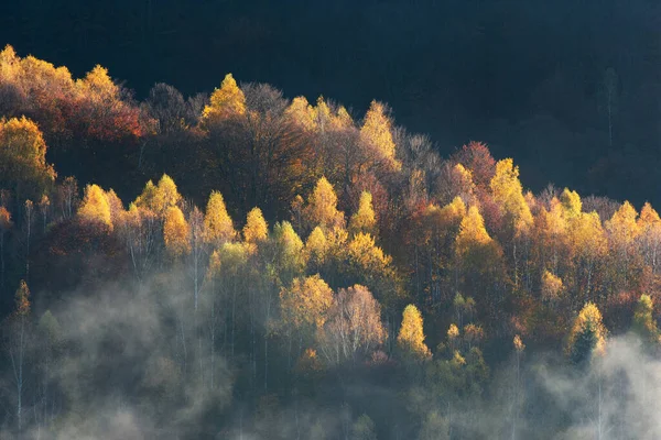 Ochtend Zonlicht Boven Donker Herfstbos — Stockfoto