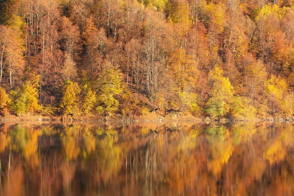 Красивый Осенний Лес Отражается Озере — стоковое фото