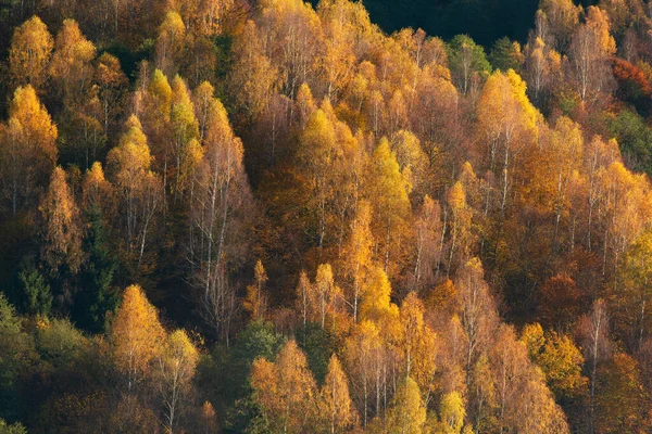 Sonbahar ormanlarında sabah güneşi