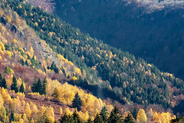 Солнечный Свет Над Осенним Лесом — стоковое фото