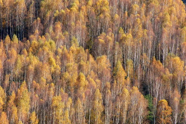 Morning Sunlight Birch Forest Autumn — Stock Photo, Image