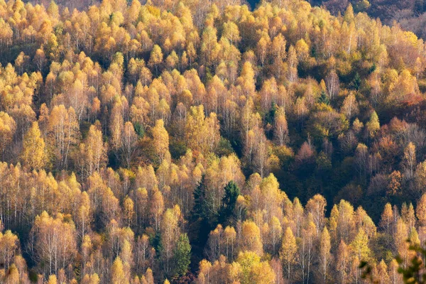 Morning Sunlight Birch Forest Autumn — Stock Photo, Image