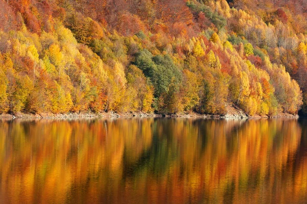 Schöner Herbstwald Spiegelt Sich See — Stockfoto