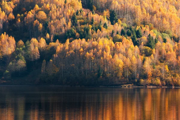 Ochtend Zonlicht Boven Berkenbos Herfst Reflecteren Het Meer — Stockfoto