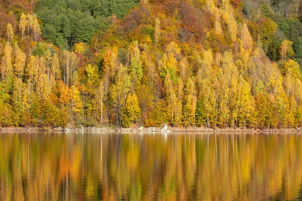 秋の風景 湖の白樺林の反射 — ストック写真