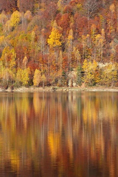 Autumn Landscape Birch Forest Reflection Lake — Stock Photo, Image