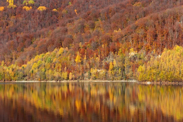 Herfst Landschap Berkenbos Reflectie Meer — Stockfoto