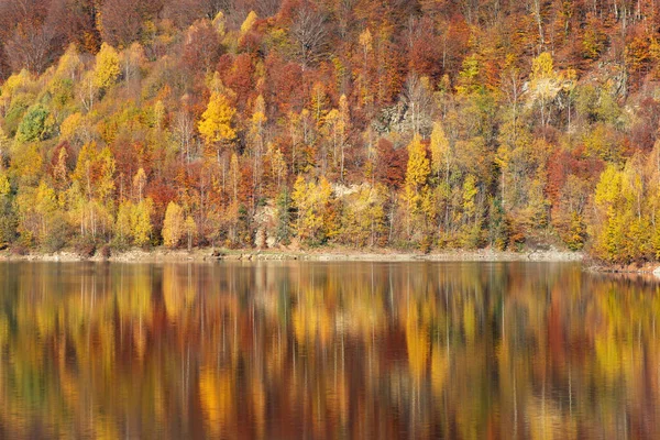Jesienny Krajobraz Odbicie Lasu Brzozowego Jeziorze — Zdjęcie stockowe