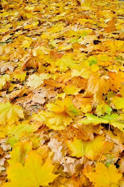 Folhas amarelas no chão — Fotografia de Stock