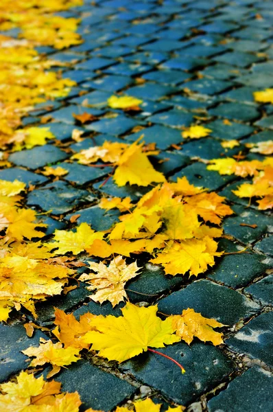 Κίτρινα φύλλα στο δρόμο — Φωτογραφία Αρχείου