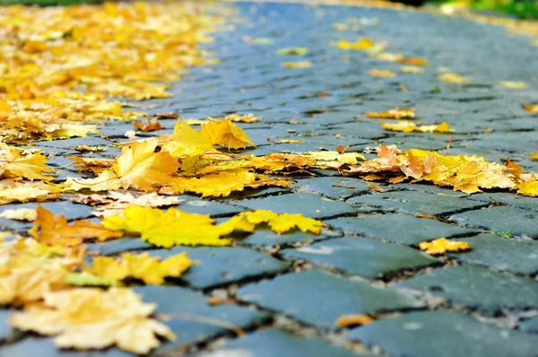 Folhas amarelas na rua — Fotografia de Stock