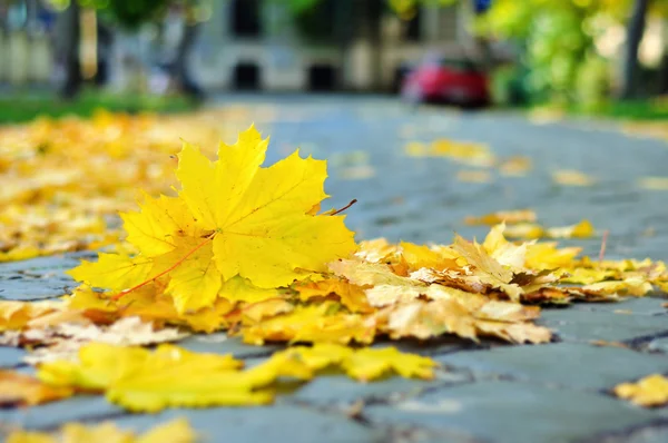 Κίτρινα φύλλα στο δρόμο — Φωτογραφία Αρχείου