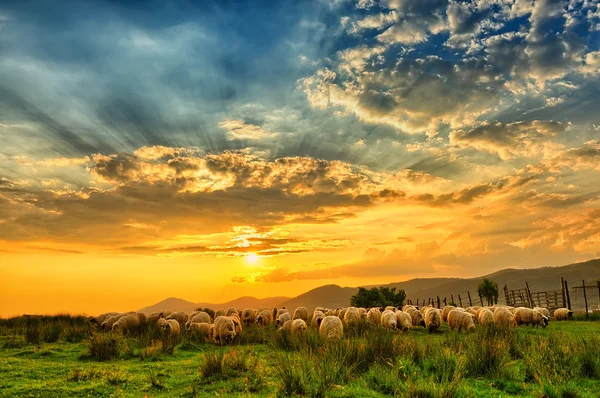 Schafherde weidet bei Sonnenuntergang auf einem Hügel. — Stockfoto