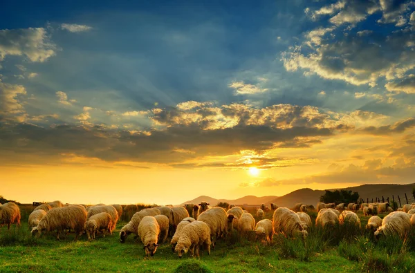 Rebanho de ovelhas pastando em uma colina ao pôr do sol. — Fotografia de Stock