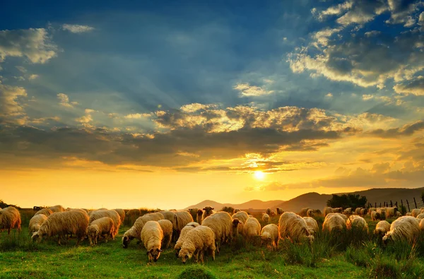 Schafherde weidet bei Sonnenuntergang auf einem Hügel. lizenzfreie Stockbilder