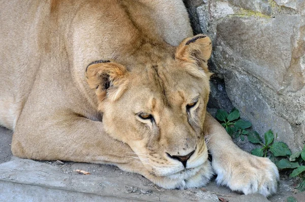 Traurig ernährte Löwin denkt — Stockfoto