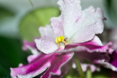 Menekşe çiçeği yaklaş