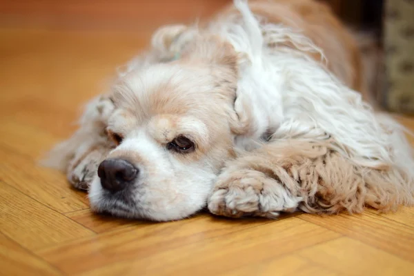 Sad dog Stock Image