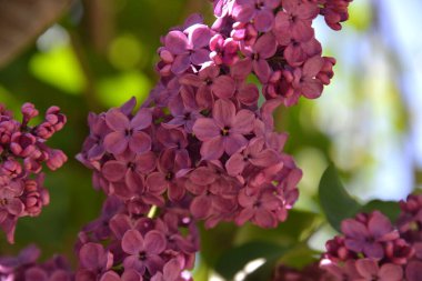 İlkbaharda, leylak dalında açan beyaz ve mor leylak çiçekleri mutlu beş yapraklı bir çiçek buldu. 