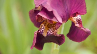 Çayır çiçeği, ilkbaharda açan farklı renkler, narin ve güzel.