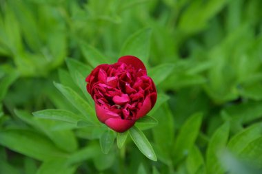 Baharda çiçek açan pembe şakayık. Yumuşak ve güzel.