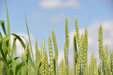 Yazın, tarlada yeşil malt dikenleri yetişir. Yazın tarlada olgunlaşır.