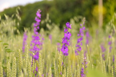 Yazın, tarlada yeşil malt dikenleri yetişir. Yazın tarlada olgunlaşır.