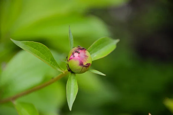 Trädgård Blomma Rosa Pion Blommade Våren Det Anbud Och Vacker — Stockfoto