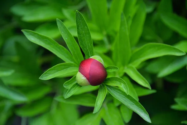 Jardin Fleur Pivoine Rose Fleuri Printemps Est Tendre Beau — Photo