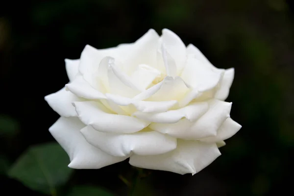 Bright Beautiful Rose Flower Growing Garden Sunny Day — Stock Photo, Image