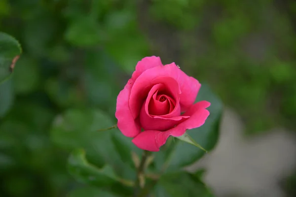 Φωτεινό Όμορφο Τριαντάφυλλο Λουλούδι Αυξάνεται Στον Κήπο Ηλιόλουστη Μέρα — Φωτογραφία Αρχείου