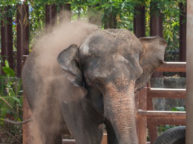 yavru fil toz oynamak