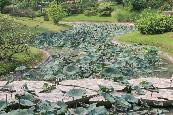 Kaya köprü güzel yeşil bir bahçe içinde
