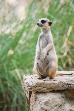 meerkat yeşil görüntü arka plan ile